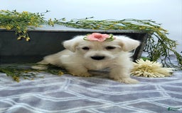 West Highland Terrier dogs for sale: Jewel - Image 1