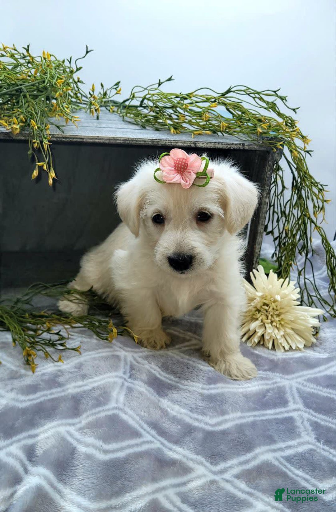 West Highland Terrier dogs for sale: Jewel - Image 1