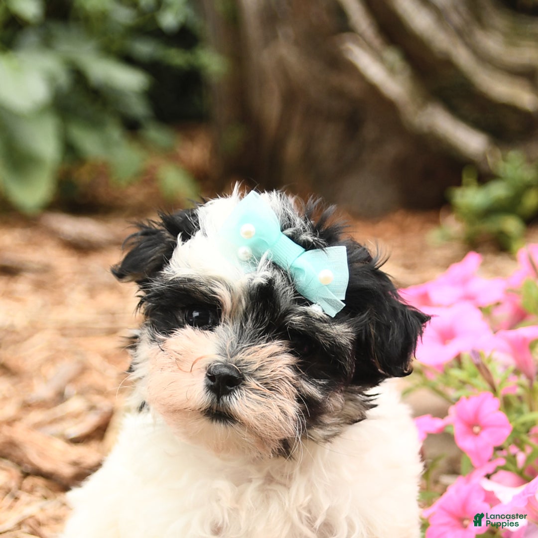 Maltese dogs for sale: Leo - Image 3