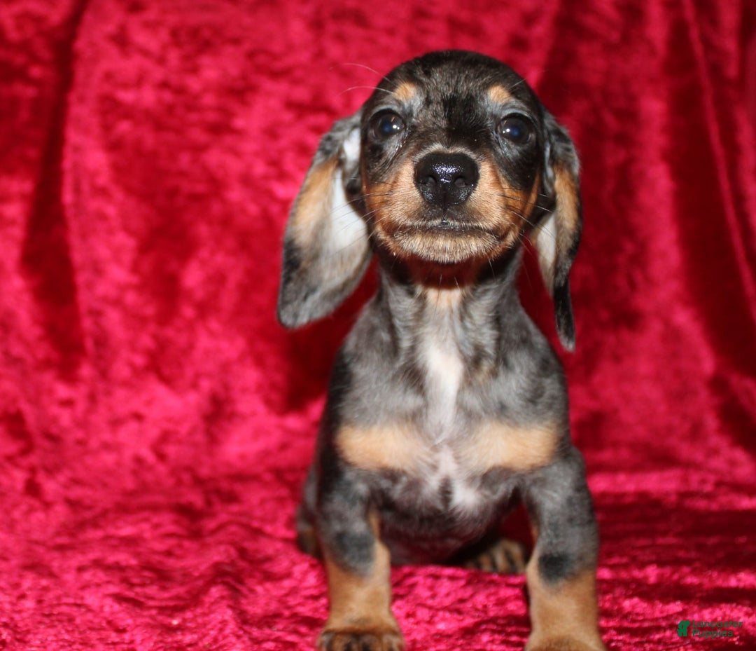Miniature Dachshund dogs for sale: Teddy Mini - Image 15