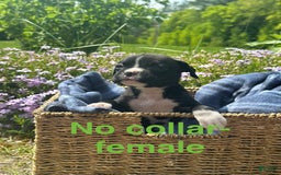Boxer dogs for sale: No Collar - Image 1