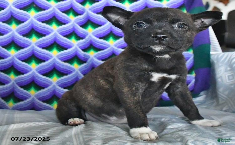 Boston Terrier dogs for sale - Ad 1