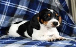 Miniature Dachshund dogs for sale: Buster - Image 2