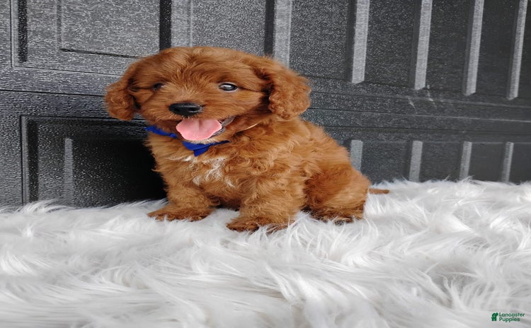 Cavapoo dogs for sale - Ad 3