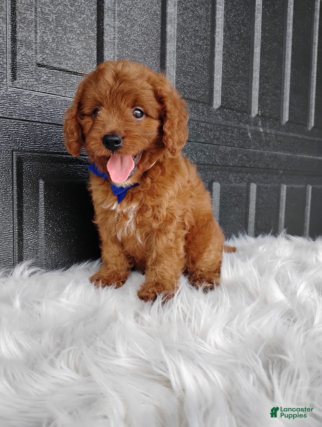 Cavapoo dogs for sale: Cavapoo 4 puppies - Image 1
