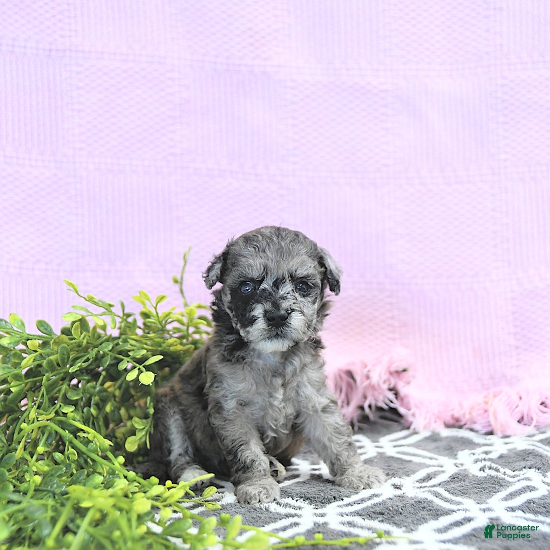 Mini Goldendoodle dogs for sale: Khloe - Image 15