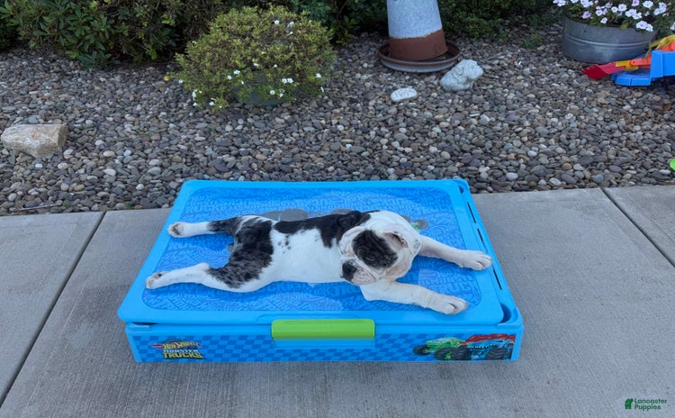 English Bulldog dogs for sale - Ad 1