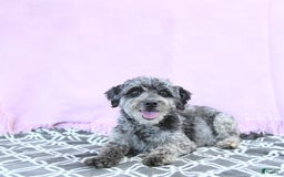 Mini Goldendoodle dogs for sale: Kai - Image 16