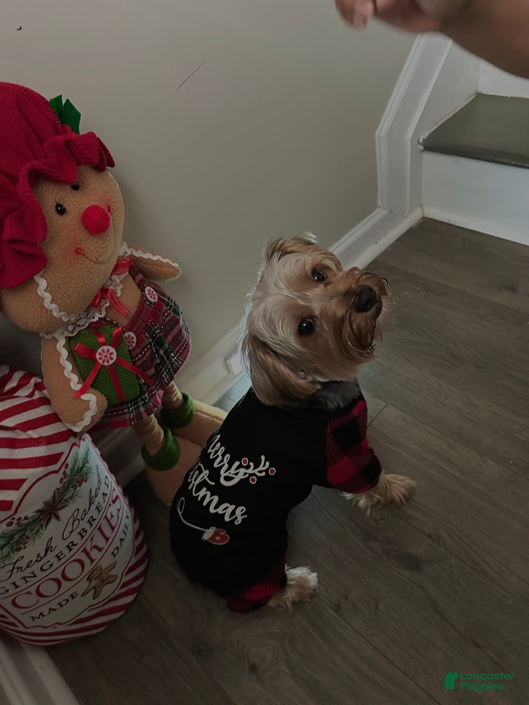 Yorkshire Terrier dogs for sale: Courage - Image 6