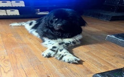 Newfoundland dogs for sale: Lando - Image 6