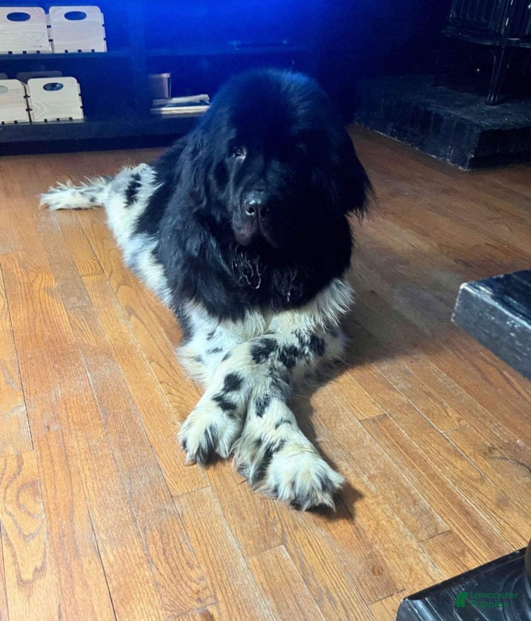 Newfoundland dogs for sale: Lando - Image 6