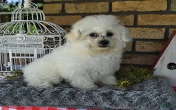 Havapoo dogs for sale: Thomas - Image 18