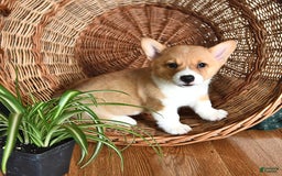 Welsh Corgi Pembroke dogs for sale: Hope - Image 3