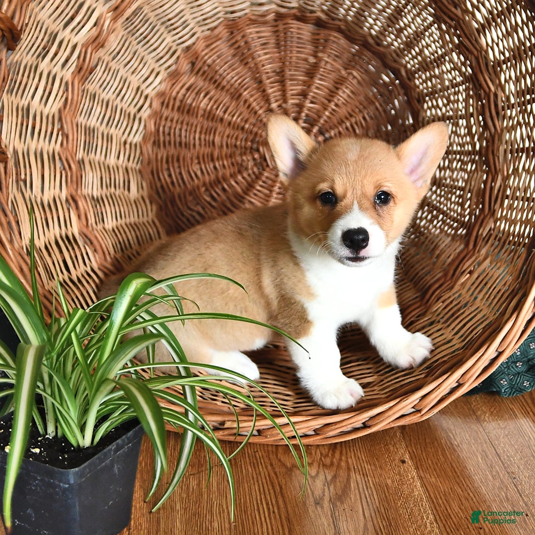 Welsh Corgi Pembroke dogs for sale: Hope - Image 3