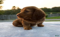 Miniature Dachshund dogs for sale: Omar - Image 6