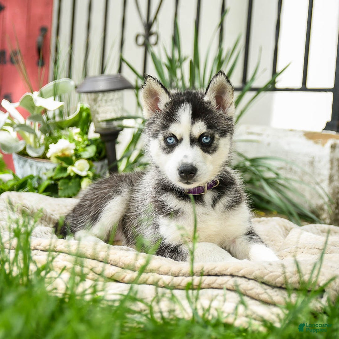 Siberian Husky dogs for sale: Beth - Image 1