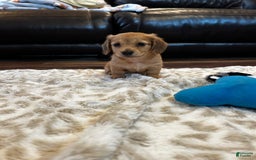 Miniature Dachshund dogs for sale: Akc Bobby - Image 4