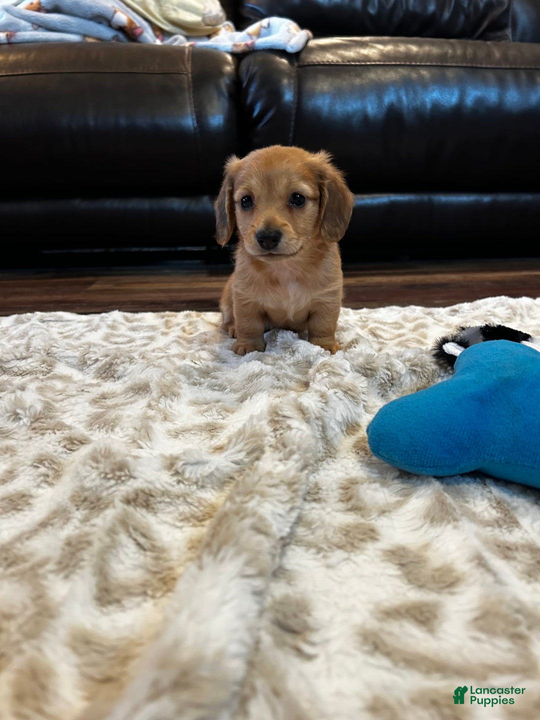 Miniature Dachshund dogs for sale: Akc Bobby - Image 4