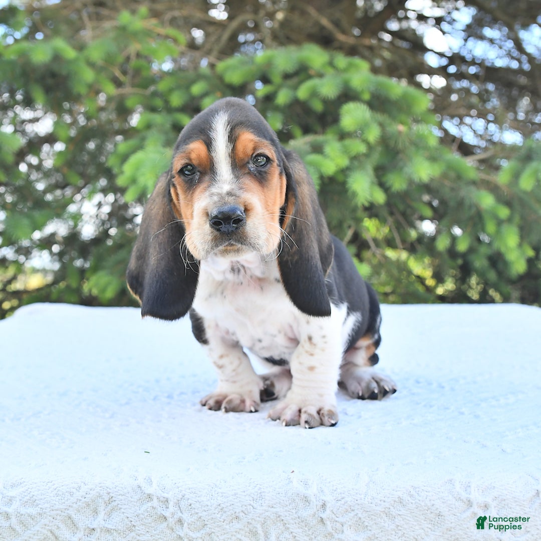 Basset Hound dogs for sale: Victor - Image 1