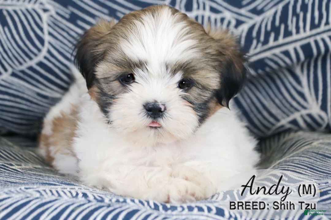 Shih Tzu dogs for sale: Andy - Image 2