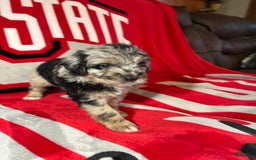 Mini Aussiedoodle dogs for sale: Tulip - Image 3