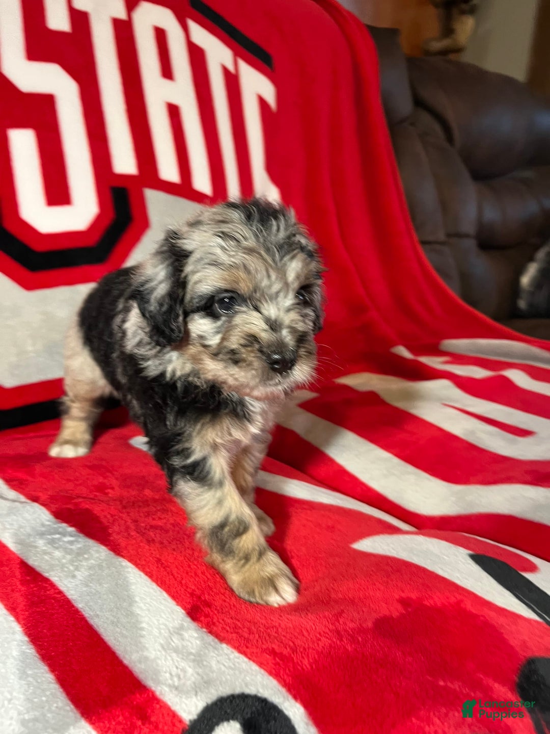 Mini Aussiedoodle dogs for sale: Tulip - Image 3