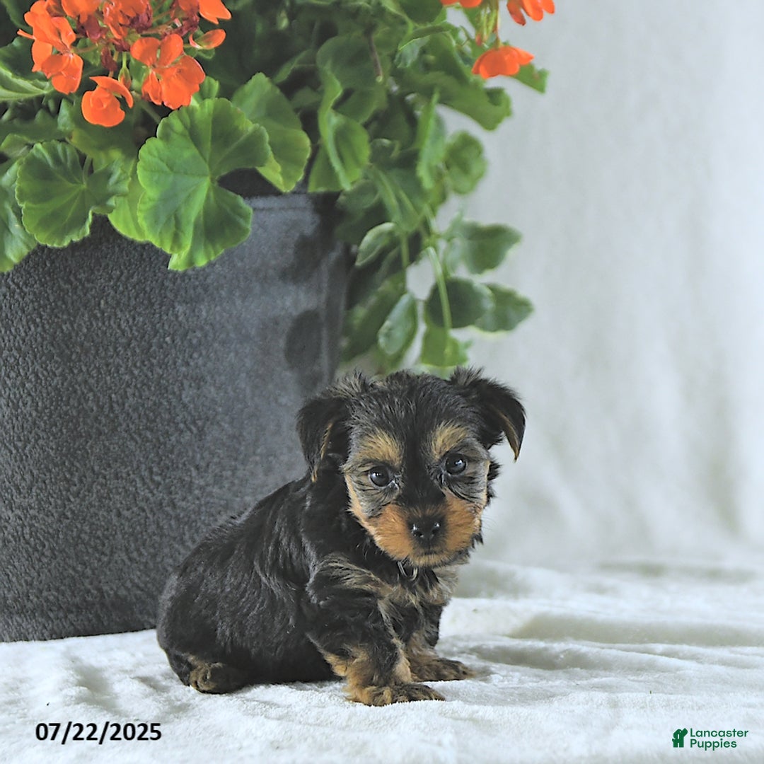 Yorkshire Terrier dogs for sale: Kody - Image 1