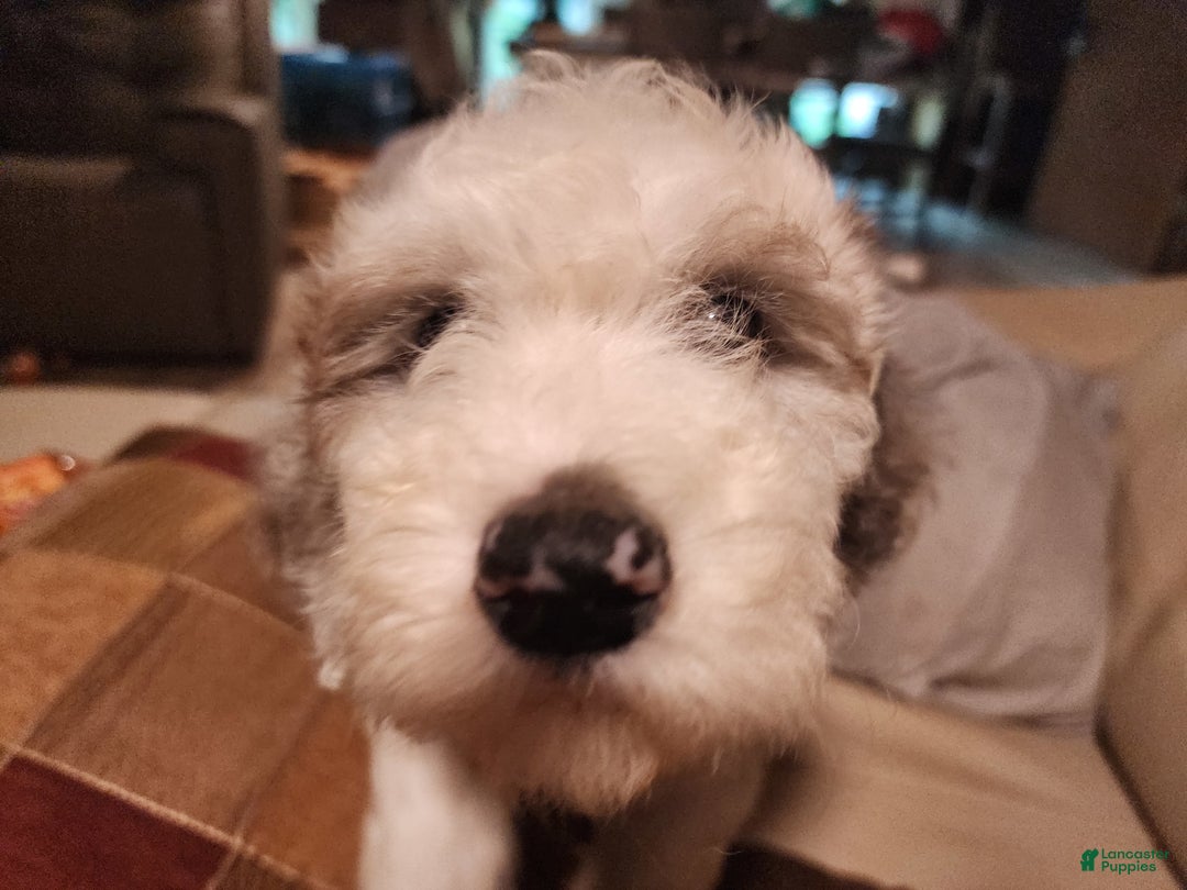 Sheepadoodle dogs for sale: Stormy - Image 1