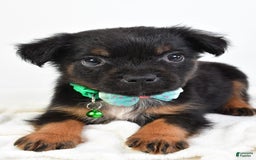 French Bulldog dogs for sale: Clyde - Image 10