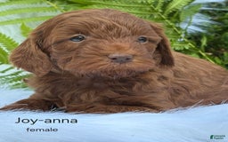 Cavapoo dogs for sale: Joy Anna - Image 1