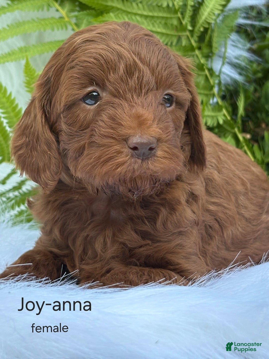 Cavapoo dogs for sale: Joy Anna - Image 1
