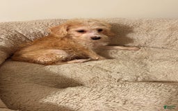 Yorkiepoo dogs for sale: Fin - Image 3