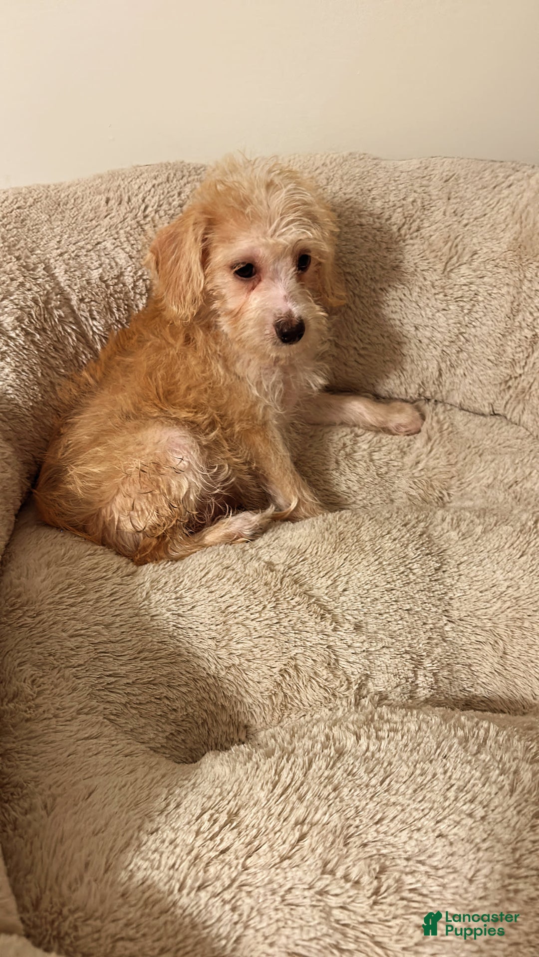 Yorkiepoo dogs for sale: Fin - Image 3