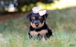 Yorkshire Terrier dogs for sale: Holly - Image 6