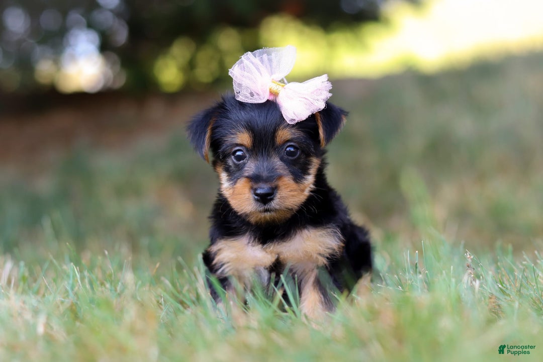 Yorkshire Terrier dogs for sale: Holly - Image 6