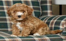 Cavapoo dogs for sale: Finny - Image 7