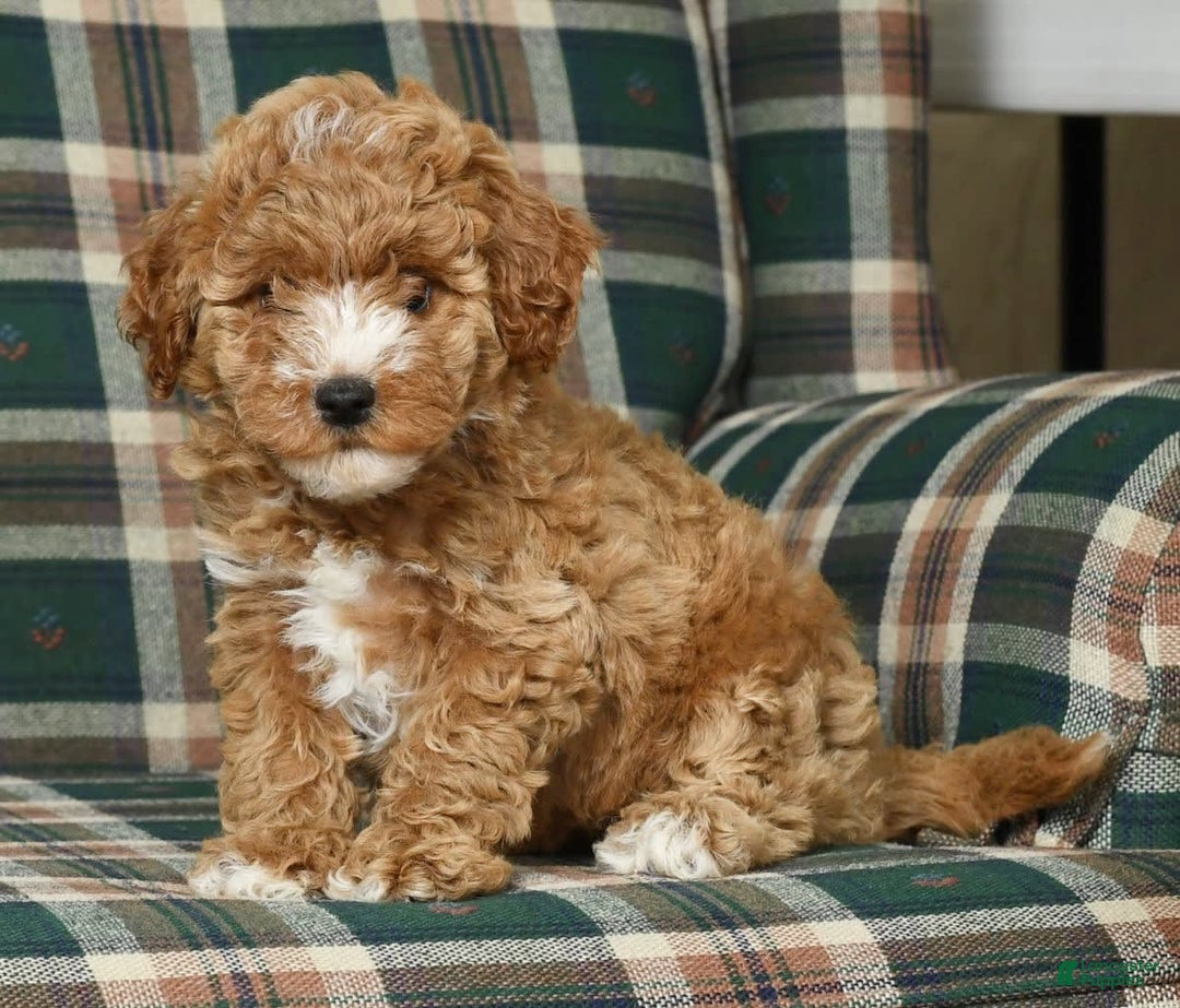 Cavapoo dogs for sale: Finny - Image 7