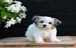 Maltese dogs for sale: Journey - Image 1