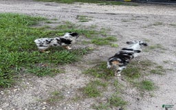Miniature Australian Shepherd dogs for sale: F-purple - Image 1