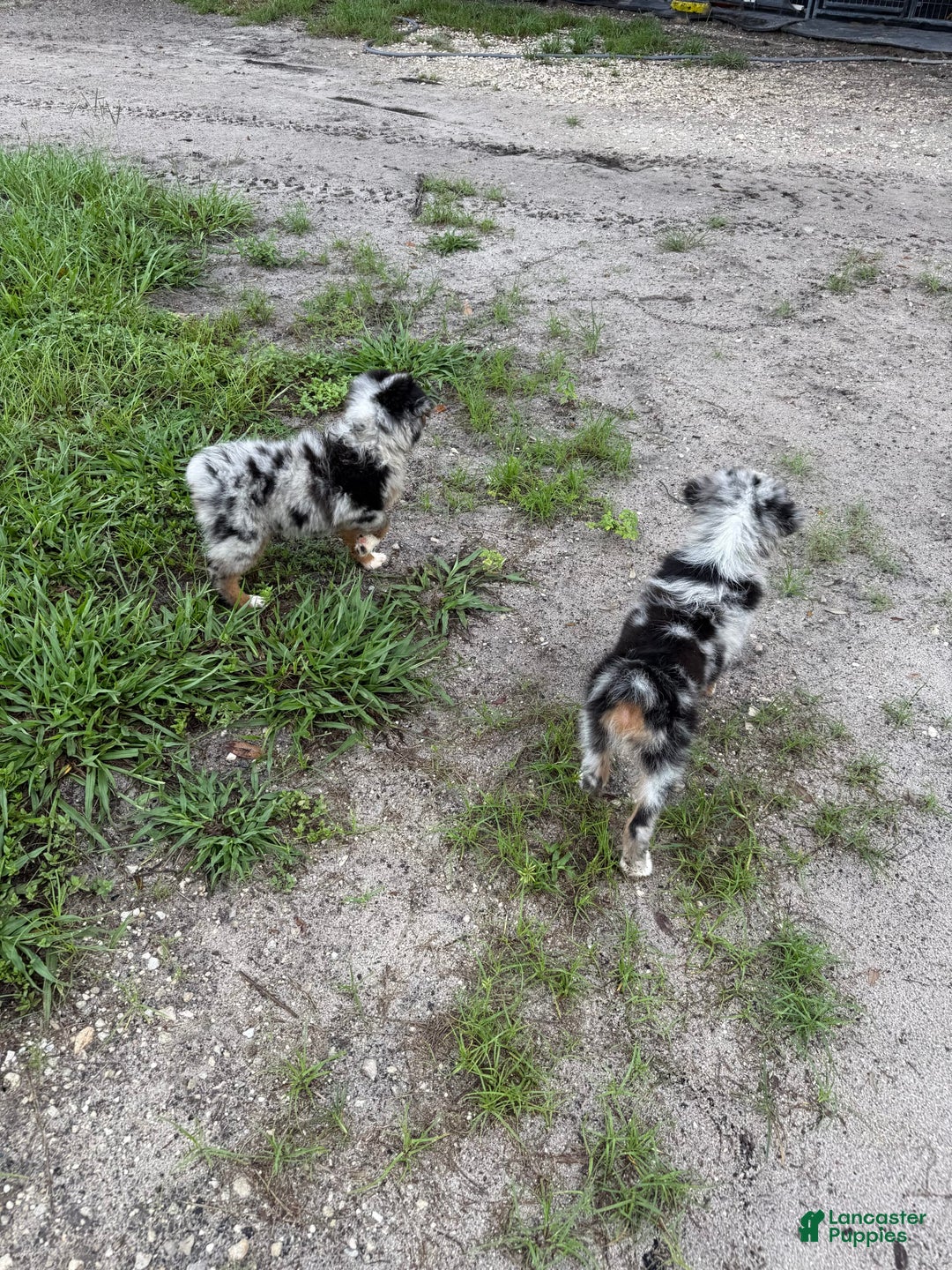 Miniature Australian Shepherd dogs for sale: F-purple - Image 1