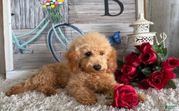 Toy Poodle dogs for sale: Cloey - Image 9