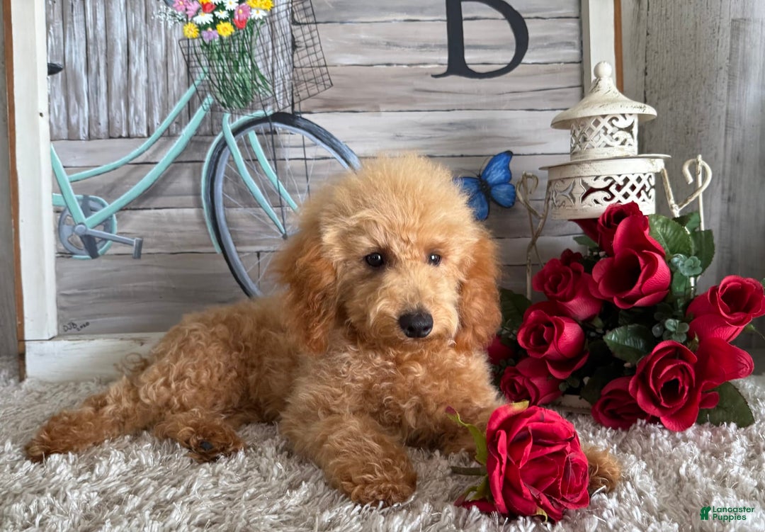 Toy Poodle dogs for sale: Cloey - Image 9