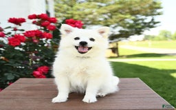 American Eskimo dogs for sale: Mango - Image 6