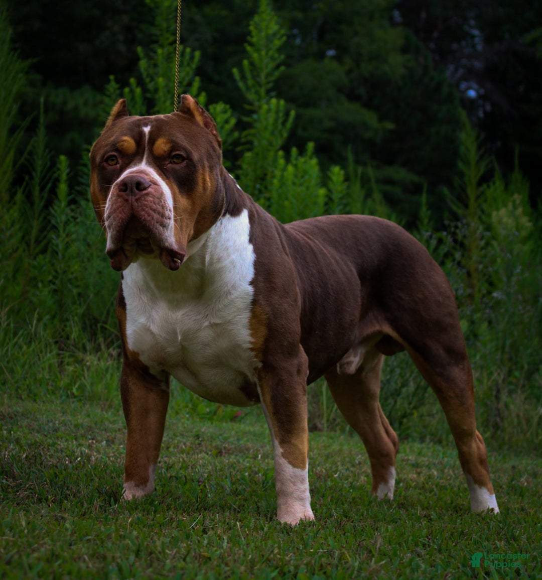American Bully dogs for sale: Red Collar - Image 7