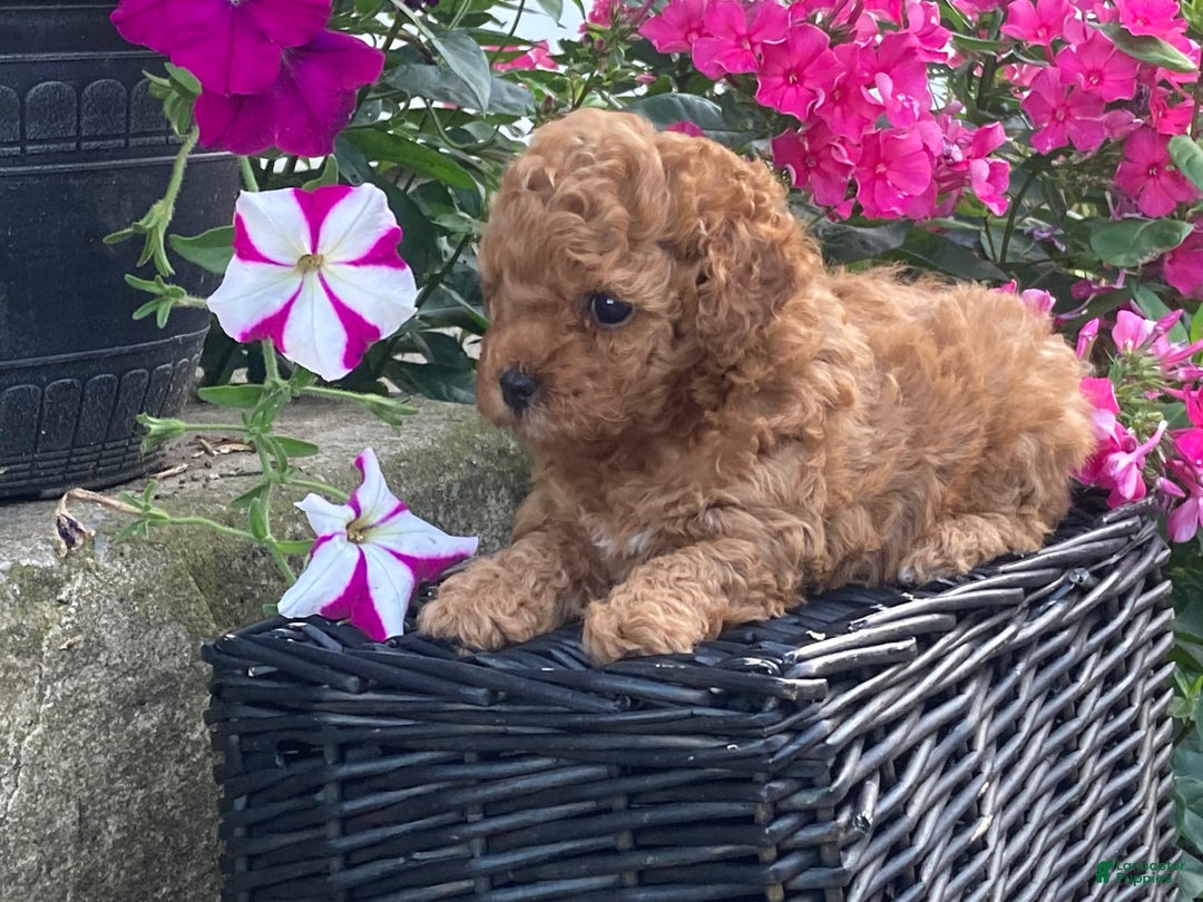Toy Poodle dogs for sale: Summer - Image 1