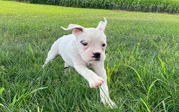 Boxer dogs for sale: Stewart - Image 4