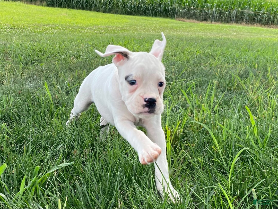 Boxer dogs for sale: Stewart - Image 4