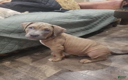 American Bully dogs for sale: Big Hoss - Image 7