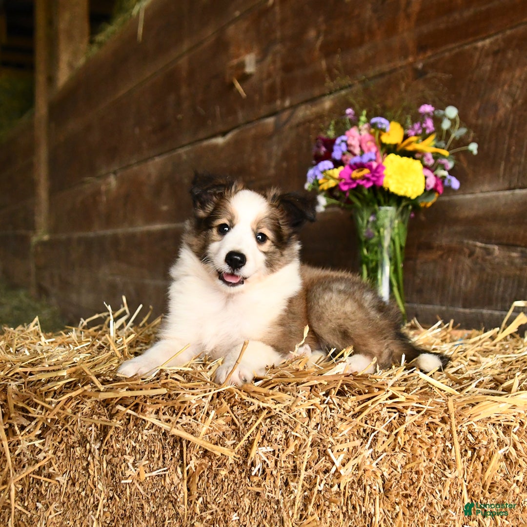 Shetland Sheepdog dogs for sale: Champ - Image 2