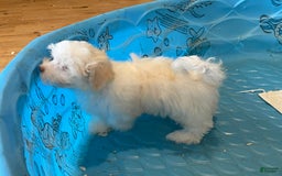 Havanese dogs for sale: Helen - Image 12